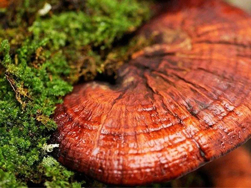Reishi